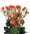 Роза куст-Rosa sp-Fireflash-50cm-Si 70fd1497-9c96-11f0-0a80-1450000c048b
