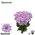 Хризантема куст-Chrysant Tr-Jolene-70cm-95gr 71004803-a1cf-11ef-0a80-1074002aa27e