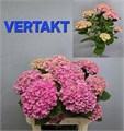 Гортензия-Hydrangea-M Mag Amethyst-//80cm 710978af-259c-11f0-0a80-136700087cfc