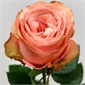 Роза-Rosa-Kahala-40cm-JR/ 0c613cd7-196b-11ed-0a80-046d000e2110