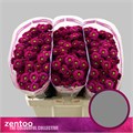 Хризантема сант-Chrysant sant-Cassy-55cm-130gr 710db2eb-a1cf-11ef-0a80-1074002aa284