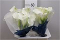 Калла-Zantedechia-Capt Ventura-60cm-1gr 7122cee2-bfa4-11ec-0a80-0b4c0006f4a7