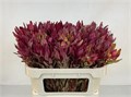 Леукадендрон-Leucadendron-Jester--80cm 71243d3a-b9fe-11ee-0a80-11a00015da34