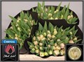 Тюльпан-Tulip-Du Flaming Margar-37cm-34gr 712c99e9-d0db-11ee-0a80-1611000ccbd8