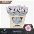 Хризантема одн-Chrysant Gr-Honeymoon-70cm-100gr 712cd2db-a1cf-11ef-0a80-1074002aa289