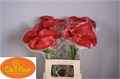 Калла-Zantedechia-Claudia-60cm 713470f2-bfa4-11ec-0a80-0b4c0006f4dc