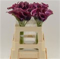 Калла-Zantedechia-Dior-60cm 713ccd1e-bfa4-11ec-0a80-0b4c0006f4f5