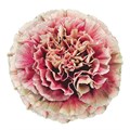 Гвоздика-Carnation-Merleto-70cm-AO 714b858e-7b3e-11ef-0a80-192b001c8b59