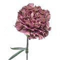 Гвоздика ст-Dianthus st-Copper Extasis-65cm 0c656e44-bfa4-11ec-0a80-0b4c000693e6
