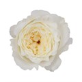 Садовая Роза-Garden Rosa-Patience-53cm-Ti 715e83d5-9c96-11f0-0a80-1450000c048e