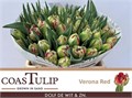 Тюльпан-Tulip-Du Verona Red-37cm-38gr 7162f8dc-d0db-11ee-0a80-1611000ccbe7