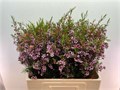 Ваксфлауэр-Chamelacium-Un Early Nir-80cm-65gr 71681fad-d0db-11ee-0a80-1611000ccbea