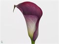 Калла-Zantedechia-Capt Promise-70cm 717bb8fb-bfa4-11ec-0a80-0b4c0006f592