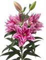 Лилия-Lilium-Or Du Rl Mikaela-100cm 717c723d-a1cf-11ef-0a80-1074002aa29a