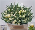 Тюльпан-Tulip-Du Password-35cm-34gr 717fc579-d0db-11ee-0a80-1611000ccbed