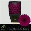 Гербера-Gerbera-Impact-45cm 71916946-a1cf-11ef-0a80-1074002aa2a0