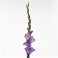 Гладиолус Gr-Gladiolus Gr-Milka--115cm-180gr 0c67b5c3-0376-11ed-0a80-0636003af622