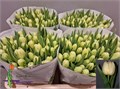 Тюльпан-Tulip-Du Verona-36cm-39gr 719d918a-d0db-11ee-0a80-1611000ccbf9
