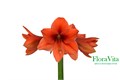 Амариллис St-Hippeastrum St-Ga Desire-80cm 71ae64b0-d0db-11ee-0a80-1611000ccbff