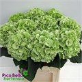 Гортензия-Hydrangea-M Ch Sw Vere Cl-80cm 71be17ad-a1cf-11ef-0a80-1074002aa2a9