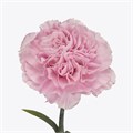 Гвоздика ст-Dianthus st-Clearwater Hi-70cm. 0c6d79cc-bfa4-11ec-0a80-0b4c000693ef