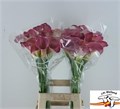Калла-Zantedechia-Capt Romance-70cm 71e7a3eb-bfa4-11ec-0a80-0b4c0006f67e