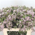 Ваксфлауэр-Chamelacium-Un Orchid-70cm-60gr 71eb8202-9558-11f0-0a80-0394001e2bea
