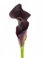 Калла-Zantedechia-Odessa-65cm 71f6245b-bfa4-11ec-0a80-0b4c0006f68c