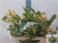 Глориоза-Gloriosa-Sp Stripe-55cm 0c6dee0d-0376-11ed-0a80-0636003af625