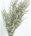 Гениста-Genista-White 71fa5530-bfa3-11ec-0a80-0b4c0005f361
