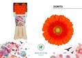 Гербера-Gerbera-Mi Dorito Diamond X80-50cm 71fb039e-9558-11f0-0a80-0394001e2bed