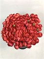 Ранункулус-Ranunculus--Cloni Fragolino 7210e449-e186-11ef-0a80-04a5002412b0