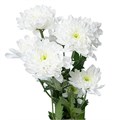 Хризантема куст-Chrysant Tr-Altaj 721d51b0-2f01-11ef-0a80-0885001326a5