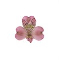 Альстромерия-Alstroemeria-Pink-70cm-MS 721d69ff-5064-11ed-0a80-06dd00235752