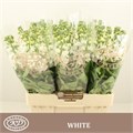 Маттиола-Matthiola-Aida White--53cm 0c78a707-0376-11ed-0a80-0636003af628