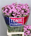 Лимониум-Limonium-S Rosel Su Birds-80cm-100gr 721e25e5-d0db-11ee-0a80-1611000ccc27
