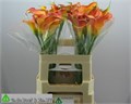 Калла-Zantedechia-Morning Sun-60cm 721e29f9-bfa4-11ec-0a80-0b4c0006f6b5