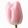 Тюльпан-Tulip-En Dynasty-37cm-33gr 722aee58-d0db-11ee-0a80-1611000ccc2a