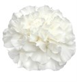 Гвоздика ст-Dianthus st-St Everest-65cm 722c7499-bfa3-11ec-0a80-0b4c0005f3bd