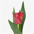 Тюльпан-Tulip-Du Double Twist-44cm-31gr 722e5dc8-d0db-11ee-0a80-1611000ccc2d