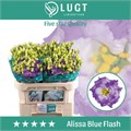Лизиантус G-Lisianthus G-Alissa Blue Fl-72cm 00b22bbf-ce3b-11ed-0a80-10030009eb23