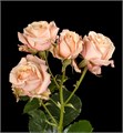 Роза куст-Rosa sp-Sahara Sensation-50cm--RS 723e29af-b686-11ed-0a80-0db3005ab891