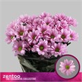 Хризантема куст-Chrysant Tr-Baller Pink-70cm-80gr 7246fb3b-d0db-11ee-0a80-1611000ccc33