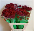 Гвоздика ст-Dianthus st-Sassicaia-65cm 725beb24-9558-11f0-0a80-0394001e2bfc