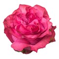 Роза-Rosa-Country Blues-60cm-FE/ 725c7faa-762e-11ed-0a80-0714002c89d4