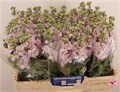 Маттиола-Matthiola-Figaro L Rose--55cm 0c7dd970-0376-11ed-0a80-0636003af62b