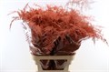 Аспарагус-Asparagus-Extra Veren Orange-GW 726cbf6e-a67d-11f0-0a80-193100175b5c