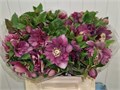 Хеллеборус-Helleborus-Or Db Ellen Red-/40cm 7280de4f-d65b-11ee-0a80-08cb00004389