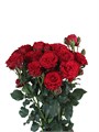 Роза куст-Rosa sp-Velvet Blossoms-60cm-Si 0c7dee09-d27b-11ee-0a80-08680024cd77