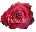Роза-Rosa-Explorer-60cm-PE 729e933a-bfa9-11ec-0a80-0b4c000bca44